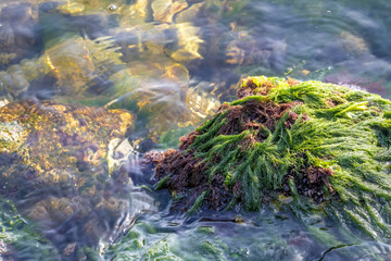 Close view of sea rocks with sea moss. Day view