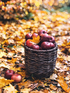 Basket with red ripe.apples in autumn garden