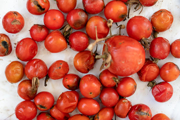Many rotten tomatoes background, covered with mold closeup