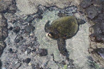A Green Sea Turtle Takes a Breath