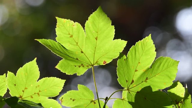 Sycamore maple (acer) leaves in against the light, autumn, (acer pseudoplatanus), germany