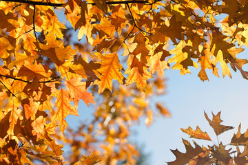Autumn colored leaves of oak. Yellow, orange leaves against the blue sky. Autumn background