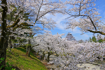 東北の春、満開の桜と鶴ヶ城。会津若松　福島　日本。４月中旬。