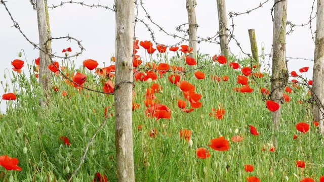 World War One symbol : red flower poppies and barbed wire