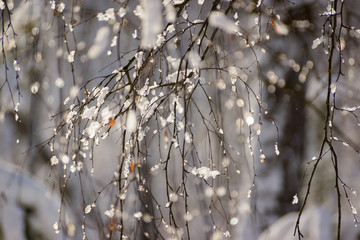 red berries under snow, snow, background, mountain ash, hawthorn
