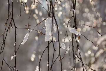 red berries under snow, snow, background, mountain ash, hawthorn