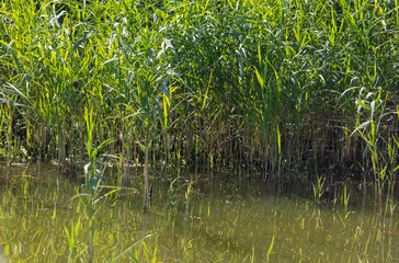 Reed grows in water on a pond