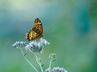 花の蜜を吸うツマグロヒョウモン