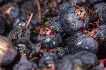 Amelancher ripe berries as a background