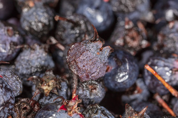 Amelancher ripe berries as a background