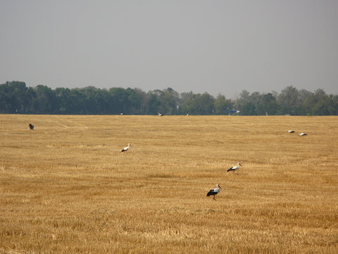Birds