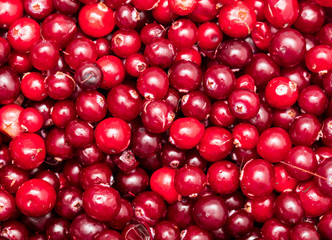 Red cranberry berries as a background