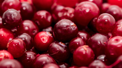 Red cranberry berries as a background