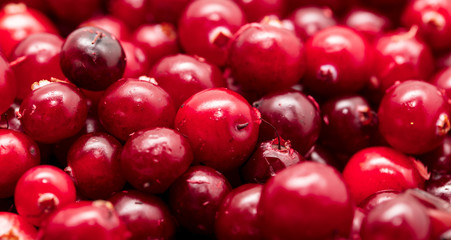 Red cranberry berries as a background