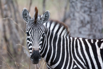 Fototapeta premium Portret zebry stepowej (Equus quagga) na drzewach w Timbavati, Greater Kruger, RPA