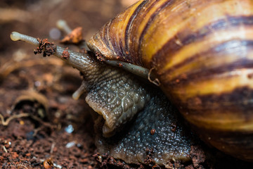 A snail looking for food