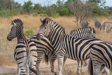 Family group of plains zebra (Equus quagga) grazing in the Timbavati, Greater Kruger, South Africa
