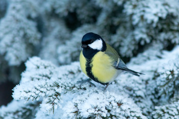 great tit on branch