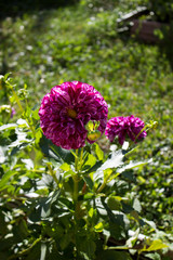 tiger purple dahlia with white veins. vertical photo.