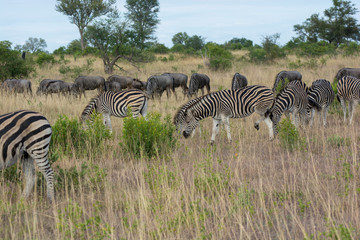 Fototapeta na wymiar Family group of plains zebra (Equus quagga) grazing in the Timbavati, Greater Kruger, South Africa