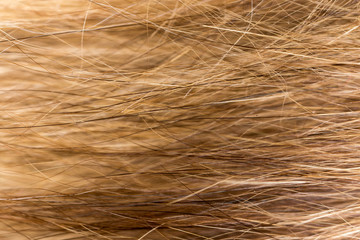 Wool on a cat as a background