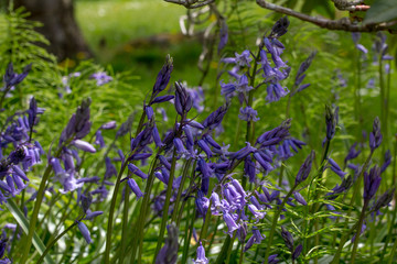 Bluebells in a shaded wood