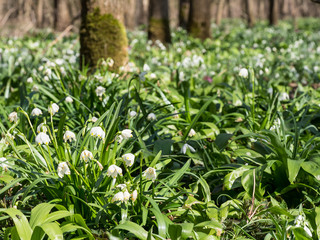 Leucojum (snowflake) flowers blooming in the spring