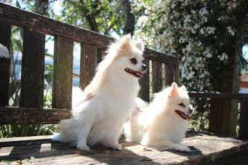 two pomeranian in the park