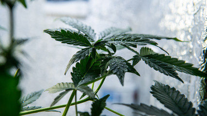 FLOWERING STAGE OF CANNABIS WEEK BY WEEK CLOSE-UP