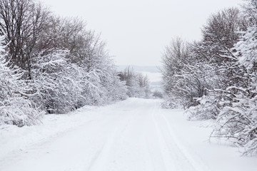 Obraz premium snow forest, trees in the snow, the first snow