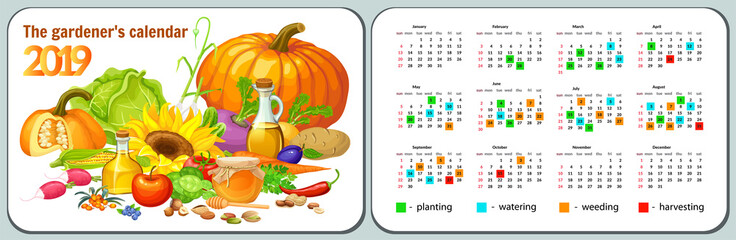 Template pocket calendar year 2019 for gardener. Vector illustration with vegetable.