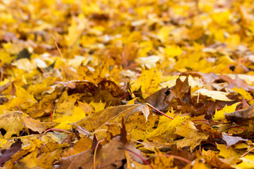 Autumn background of yellow and rusty leaves of maple.