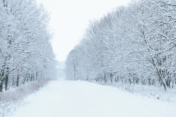 Obraz premium snow forest, trees in the snow, the first snow