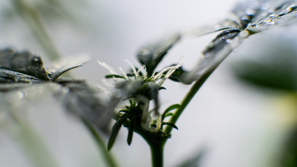 flowering stage of the marijuana close-up