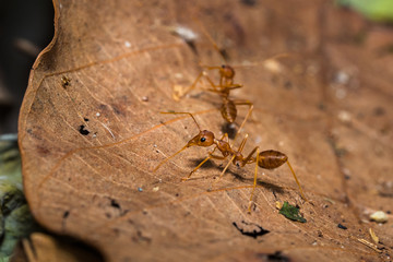 Ants on leaves