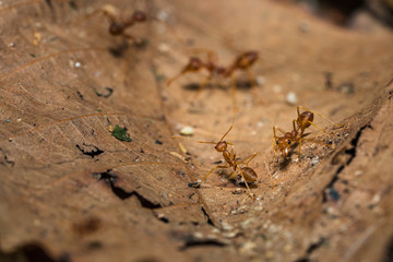 Ants on leaves