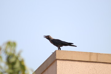 Crow sitting on the wall