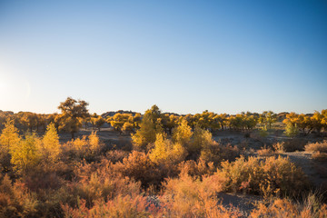 Populus euphratica with golden leaves and green leaves in dessert under the blue sky in autumn in Ejinaqi, inner-Mongolia China.