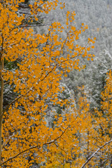autumn leaves on tree with snowy background