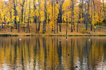 Fototapeta premium Autumn forest with yellow maples and their reflection in the White Lake of Gatchina Park