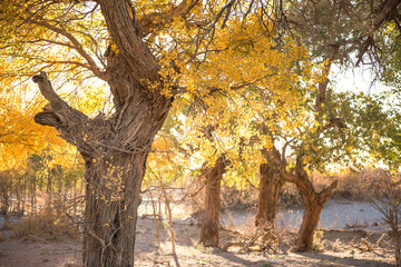 Fototapeta premium Populus euphratica with golden leaves in dessert under blue sky in autumn in Ejinaqi, inner-Mongolia China.