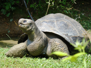 Obraz premium Giant Turtle