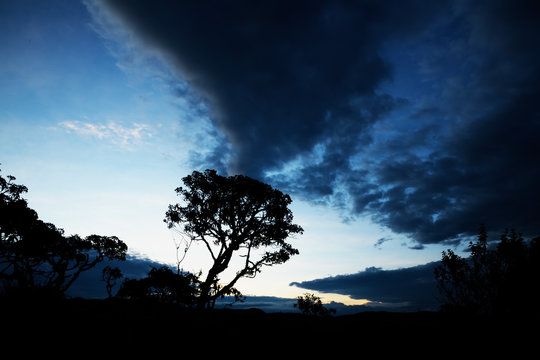 Tree silhouette at cloudy sky in Brazil