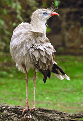 Secretary Bird