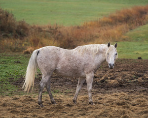 Obraz premium Beautiful white horse portrait in rural pasture.