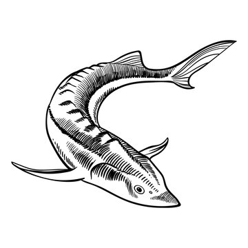 black and white sturgeon swimming clip art preview