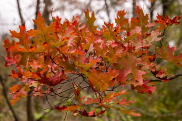 One Bunch of Fall Color