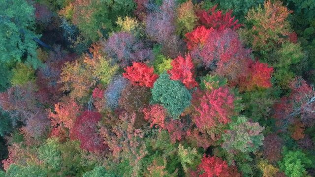 Aerial Drone view of Fall / Autumn leaf foliage  from above. Vibrant yellow, orange, and red colors in Asheville, NC in the Blue ridge Mountains.