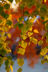 autumn leaves
