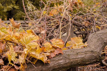 Background from autumn leaves. Autumn nature background. Autumn leaves of grapes and tree trunk.